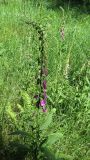 Digitalis purpurea. Цветущие растения. Польша, г. Рогов, арборетум, на лугу (натурализация). 29.05.2018.