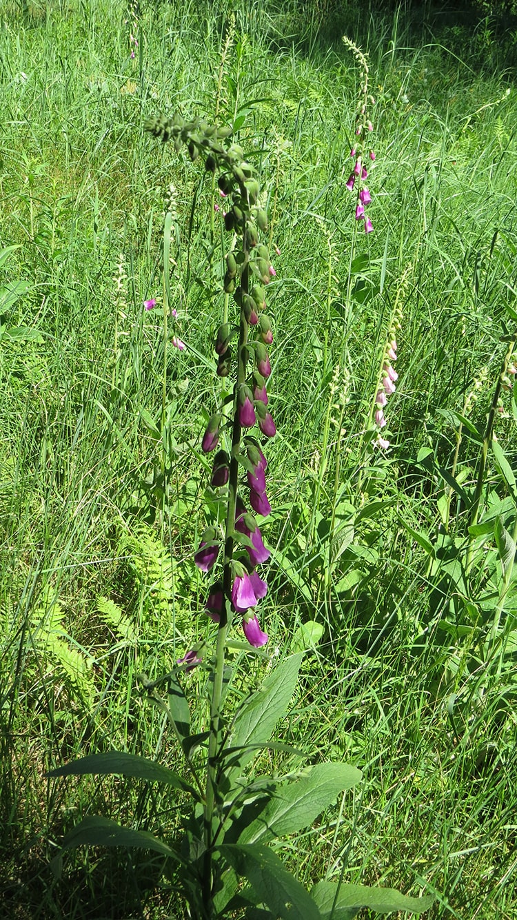 Image of Digitalis purpurea specimen.