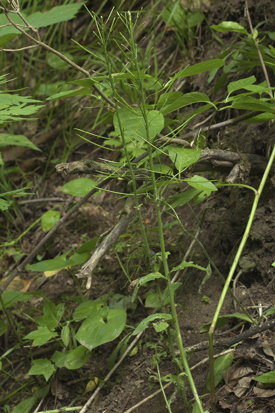 Image of Arabis pendula specimen.