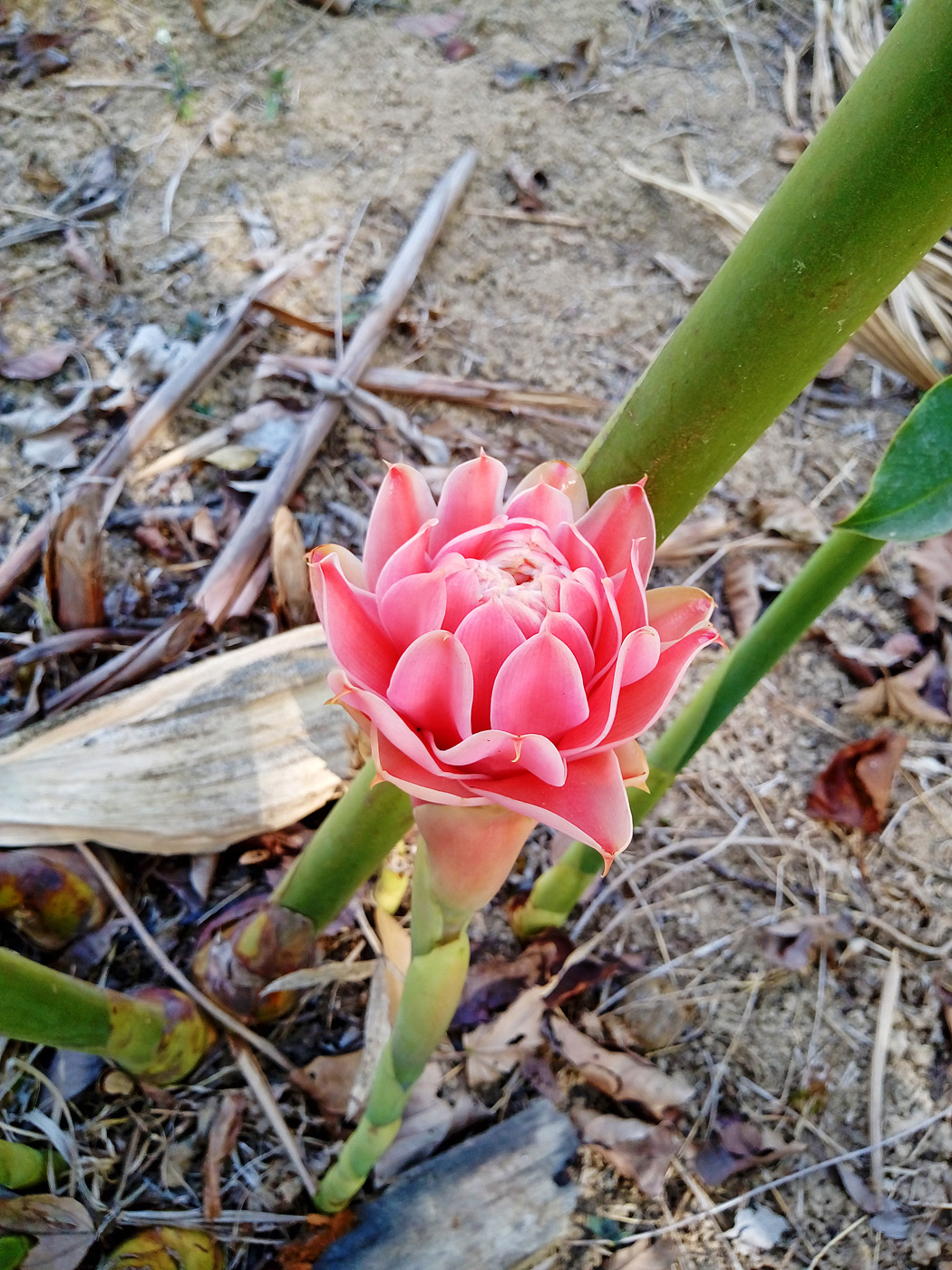 Image of genus Etlingera specimen.