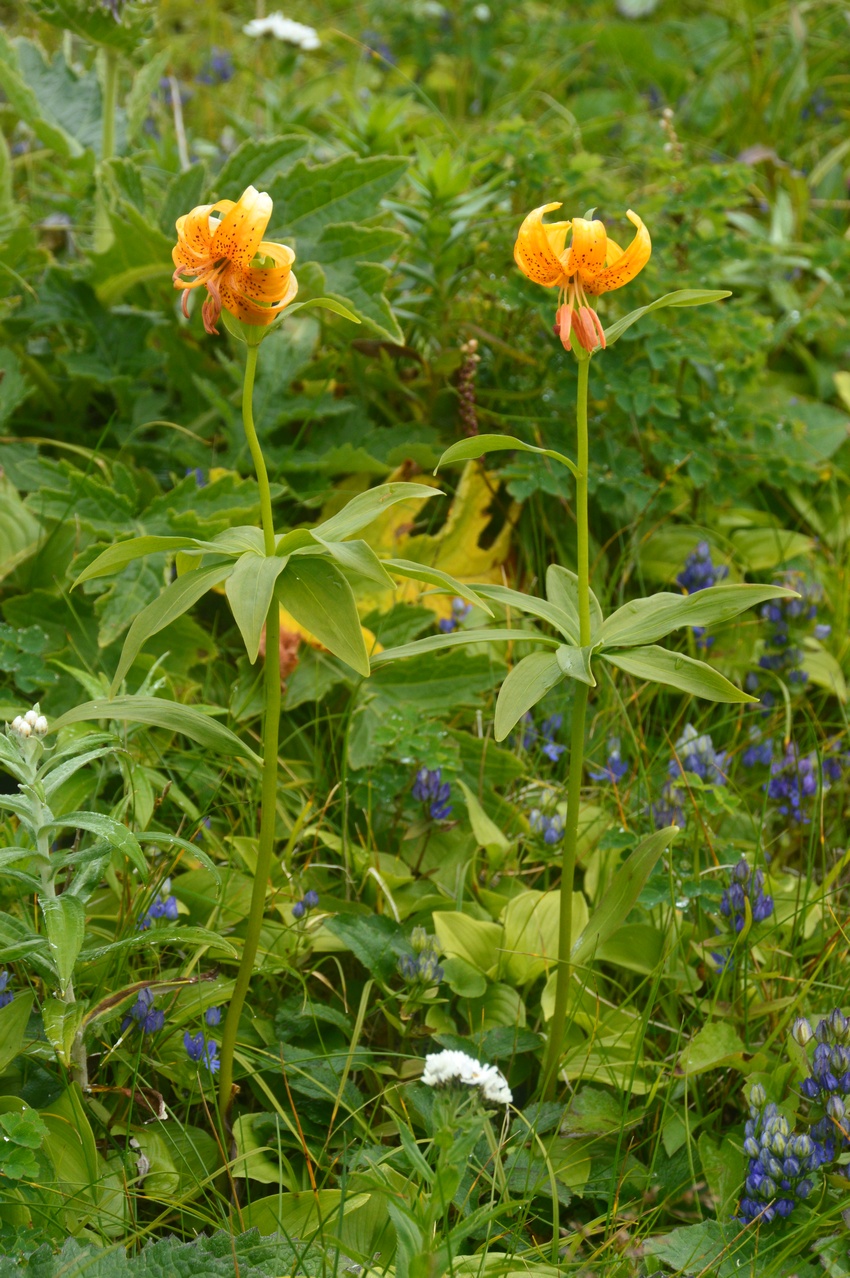 Изображение особи Lilium debile.