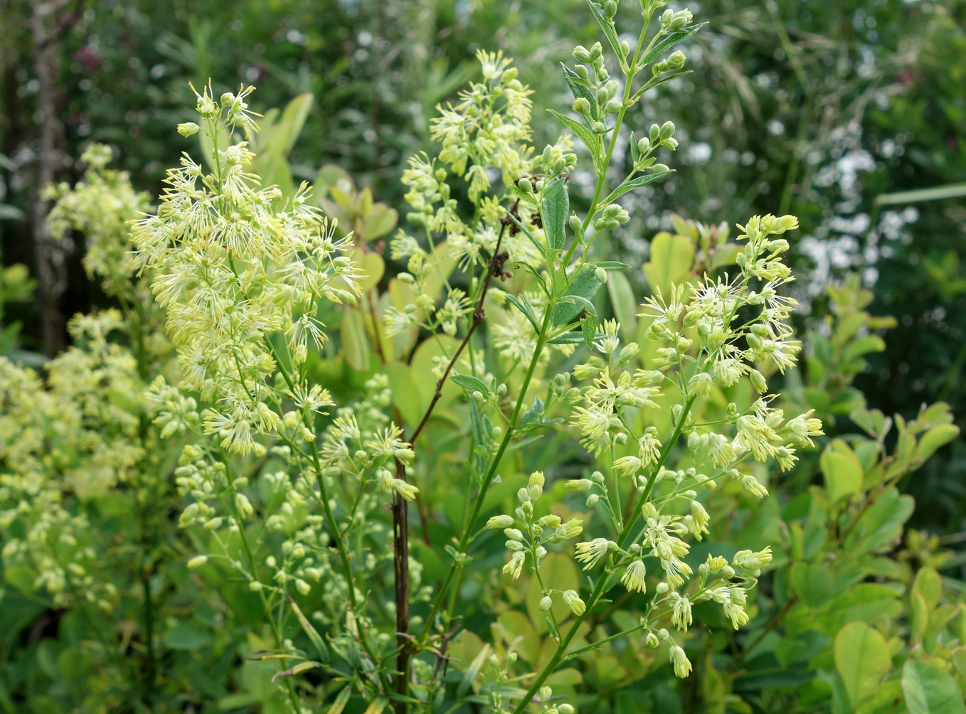 Изображение особи Thalictrum amurense.