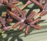 Welwitschia mirabilis