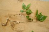 Panax ginseng
