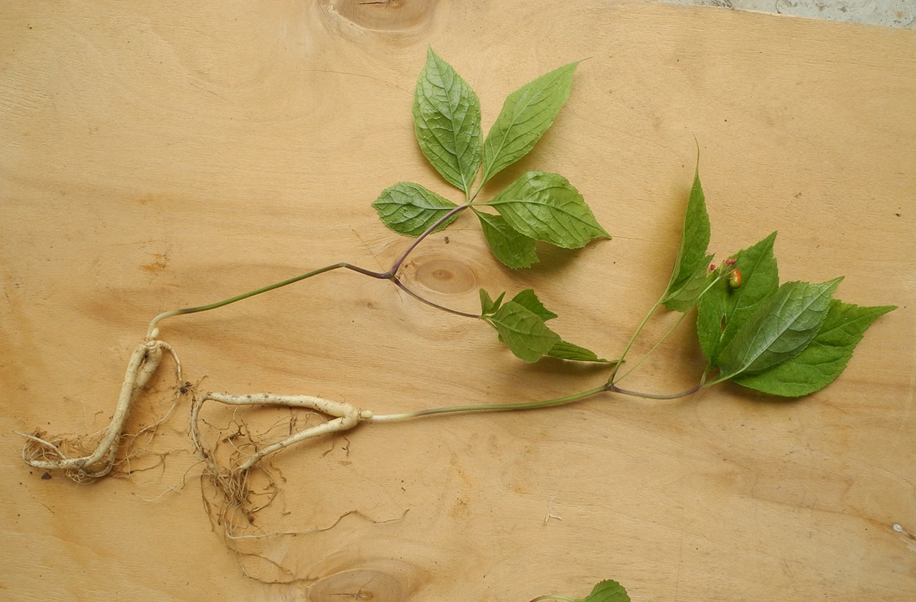 Изображение особи Panax ginseng.