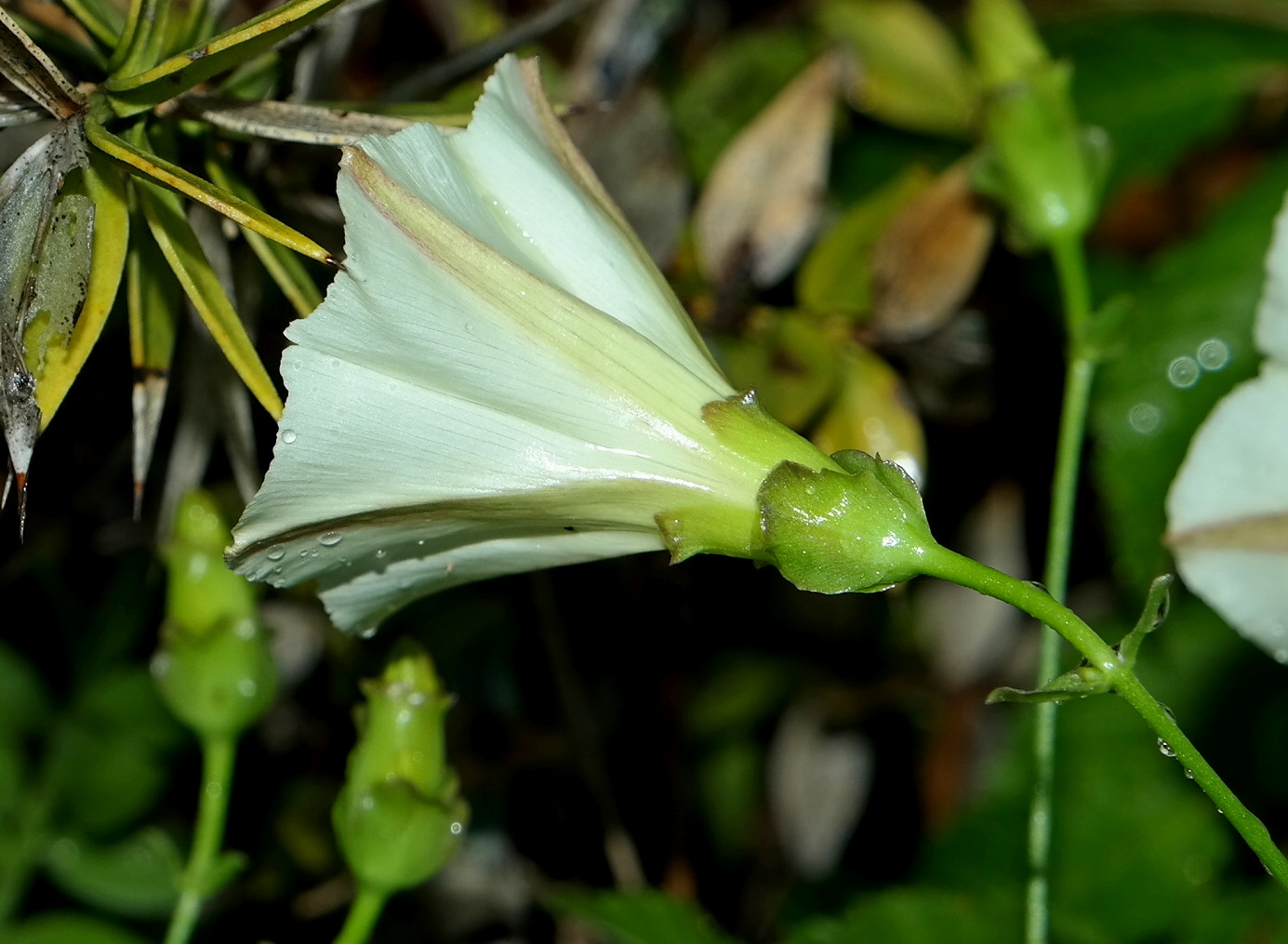 Изображение особи Convolvulus scammonia.