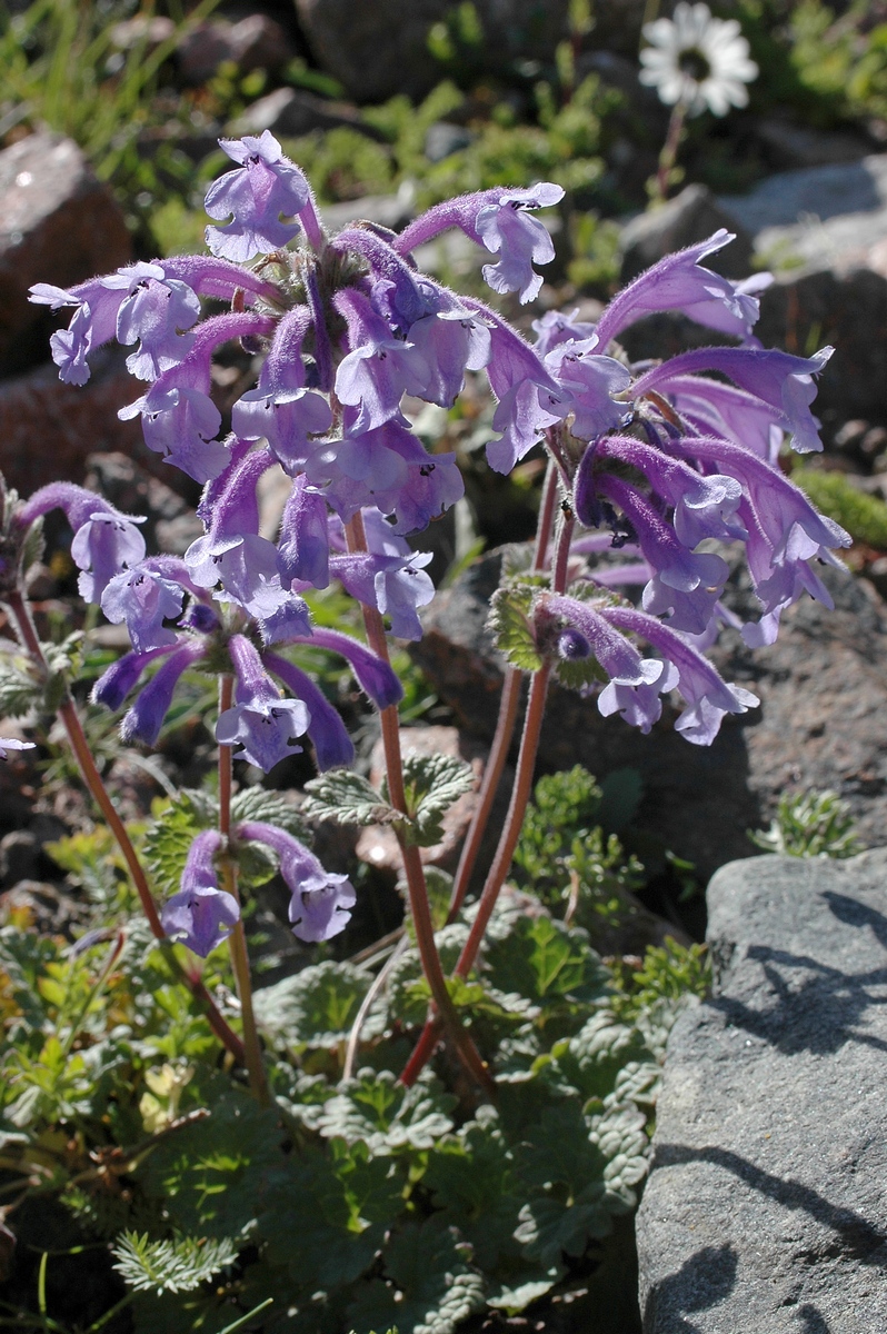 Image of Dracocephalum laniflorum specimen.