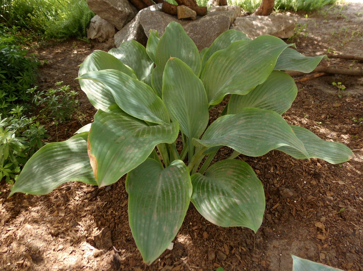 Image of genus Hosta specimen.