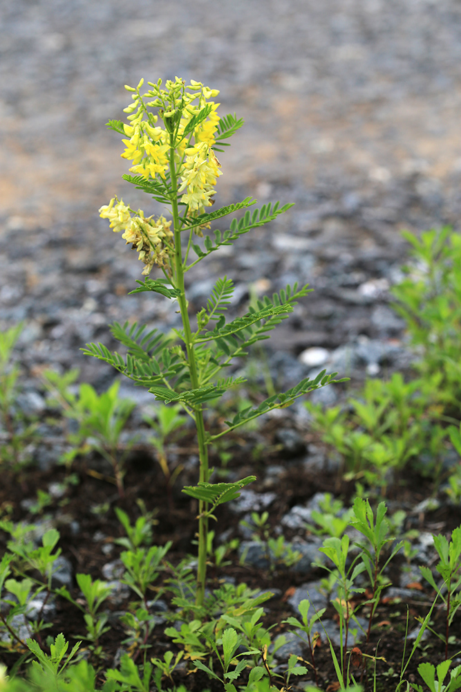 Изображение особи Astragalus chinensis.