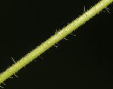 Agrimonia granulosa