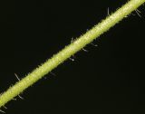 Agrimonia granulosa. Часть стебля под соцветием. Приморский край, Шкотовский р-н, хр. Большой Воробей, выс. 500 м н.у.м., у дороги в долинном кедрово-широколиственном лесу. 25.07.2020.