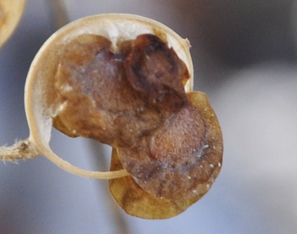 Image of Alyssoides utriculata specimen.
