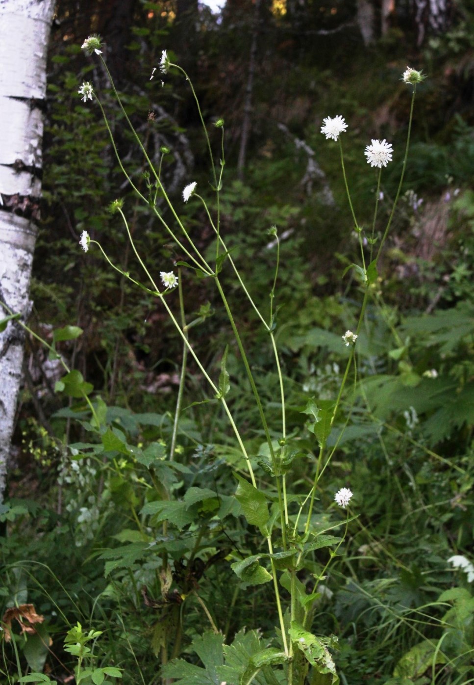 Image of Knautia tatarica specimen.