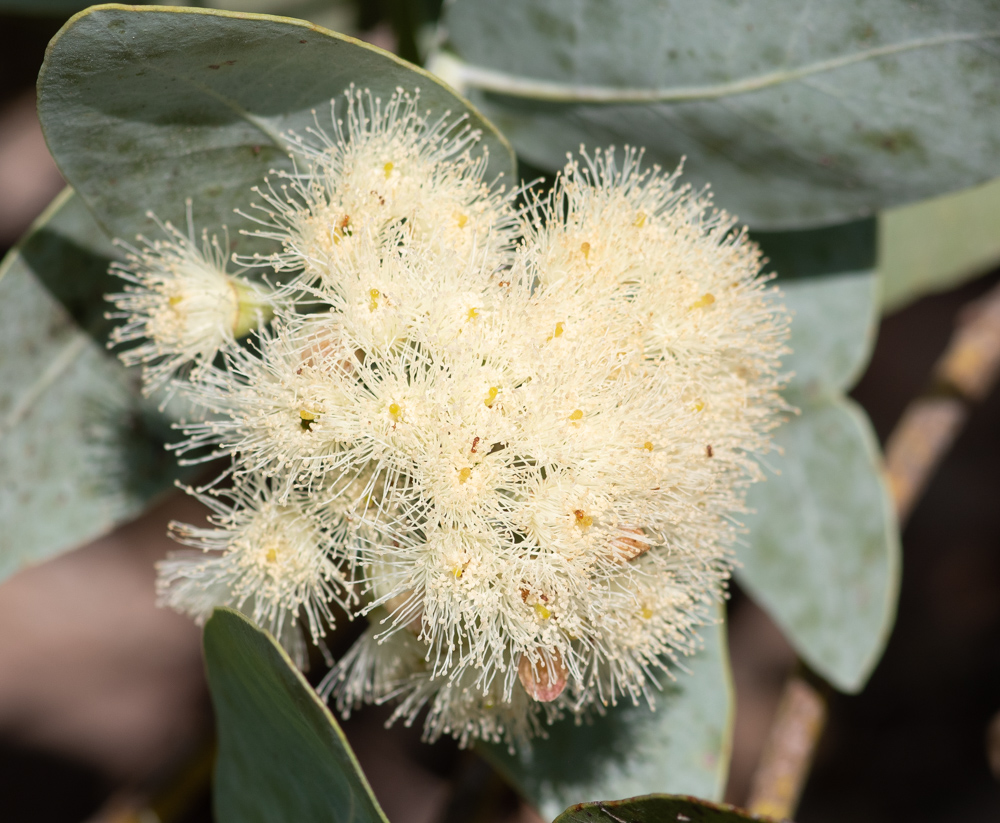 Изображение особи Eucalyptus pruinosa.