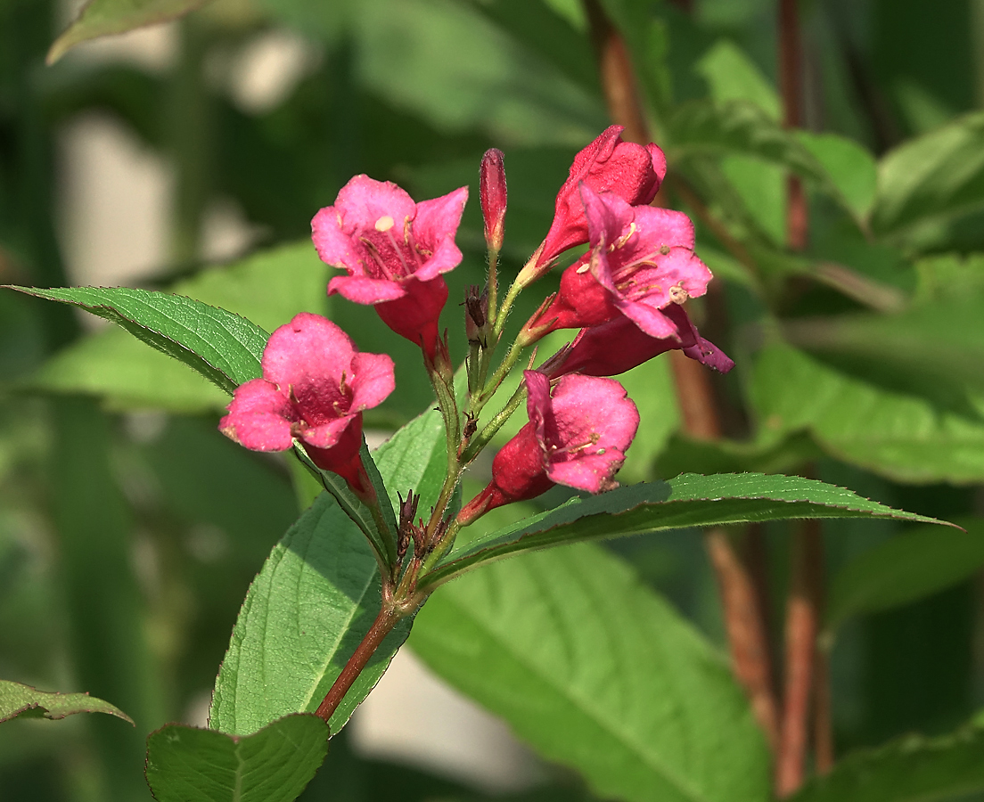 Image of Weigela hybrida specimen.