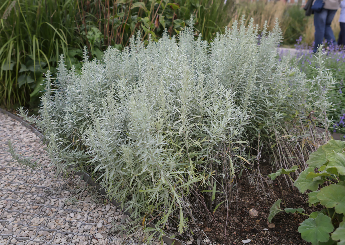 Изображение особи Artemisia ludoviciana.