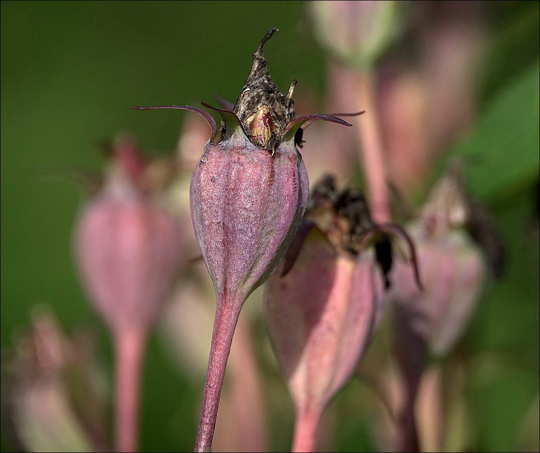 Изображение особи Platycodon grandiflorus.