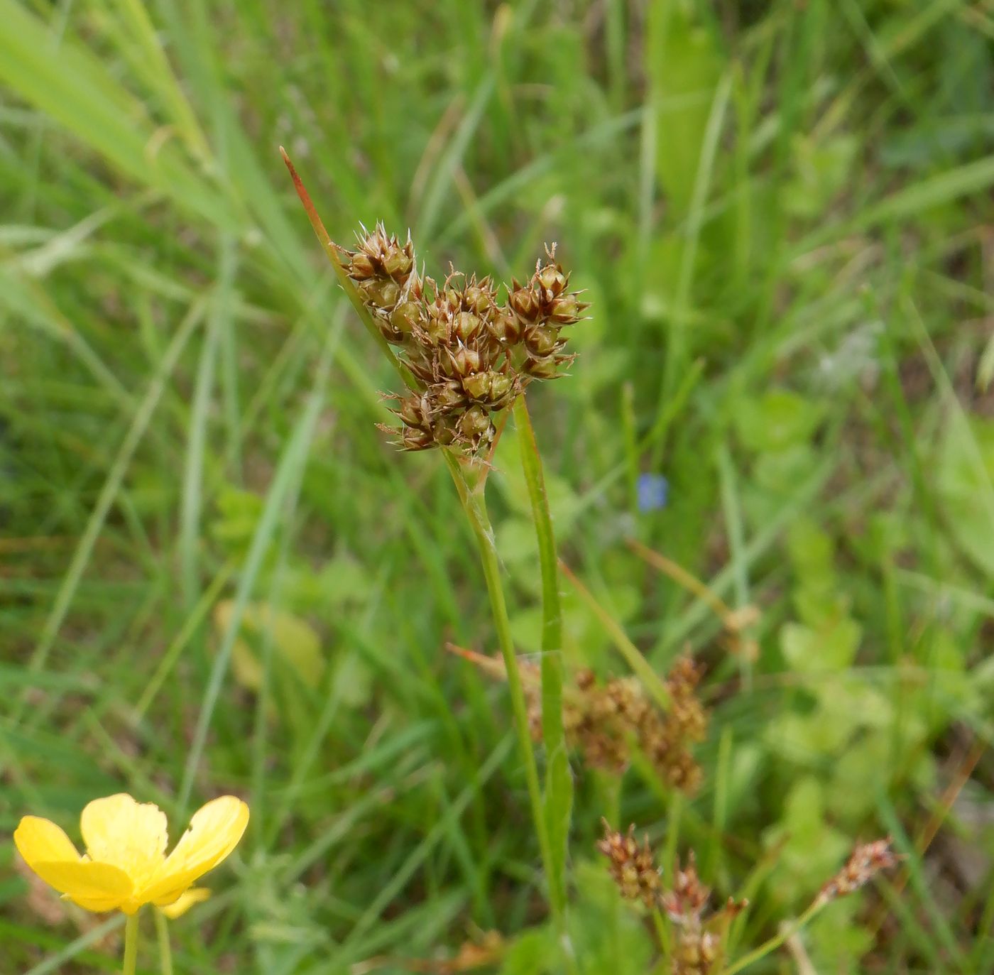 Image of Luzula multiflora specimen.