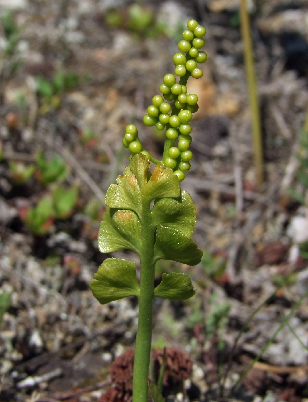 Изображение особи Botrychium lunaria.