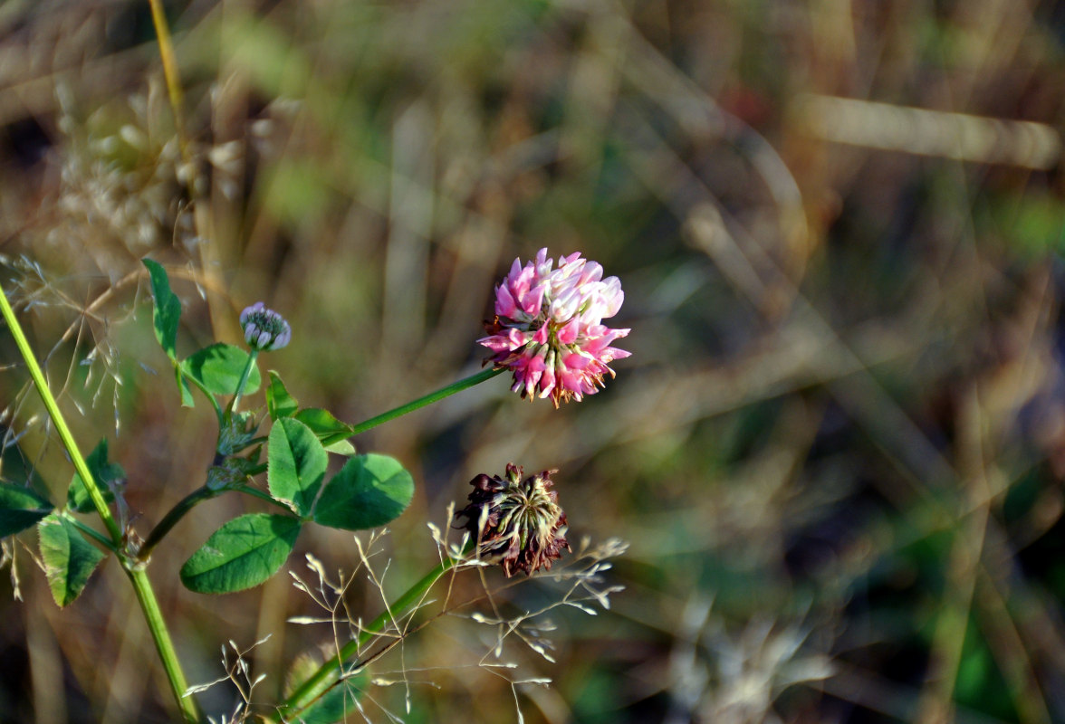 Изображение особи Trifolium hybridum.