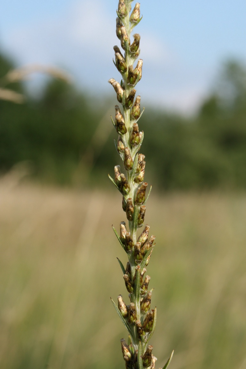 Изображение особи Omalotheca sylvatica.