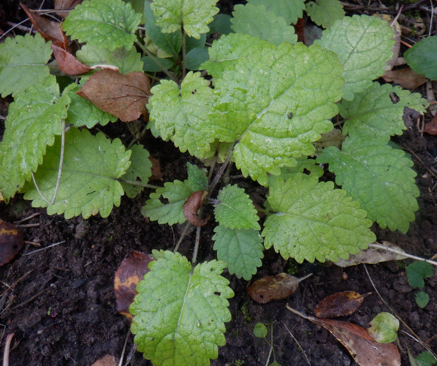 Image of Salvia glutinosa specimen.