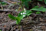 Convallaria majalis. Цветущее растение. Московская обл., окр. г. Железнодорожный, опушка смешанного леса, вырубка. 30.05.2020.