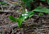 Convallaria majalis