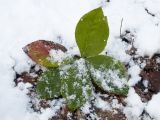 Helleborus caucasicus