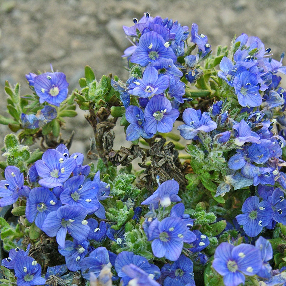 Image of Veronica pectinata specimen.