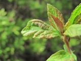 Prunus spinosa. Лист, поражённый грибом Taphrina(?). Краснодарский край, Абинский р-н, ст-ца Холмская, окраина леса. 27.04.2020.