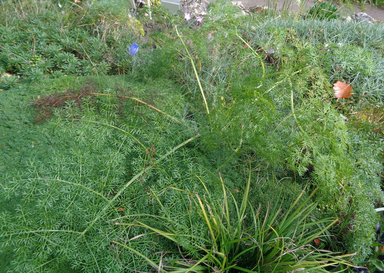 Image of genus Ferula specimen.