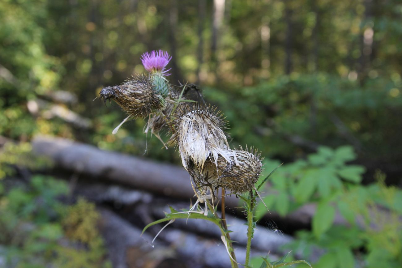 Изображение особи род Cirsium.