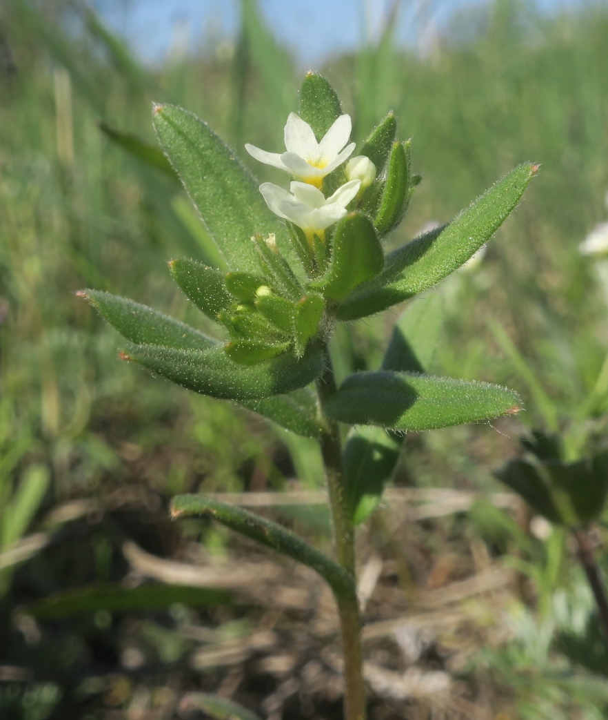 Image of Buglossoides rochelii specimen.