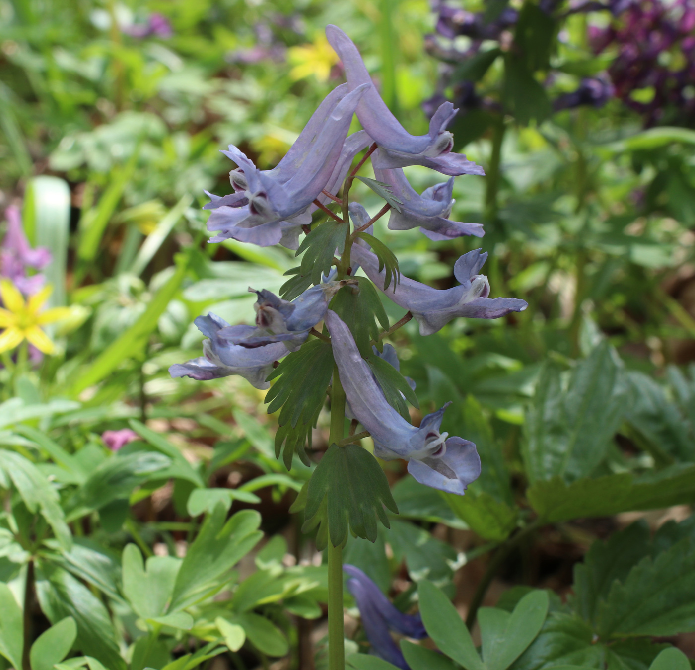 Image of Corydalis solida specimen.