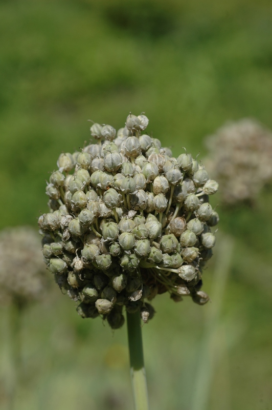 Image of Allium obliquum specimen.