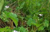Geranium pyrenaicum. Верхушка цветущего растения. Крым, гора Чатыр-Даг, нижнее плато, луговая степь. 30.05.2021.
