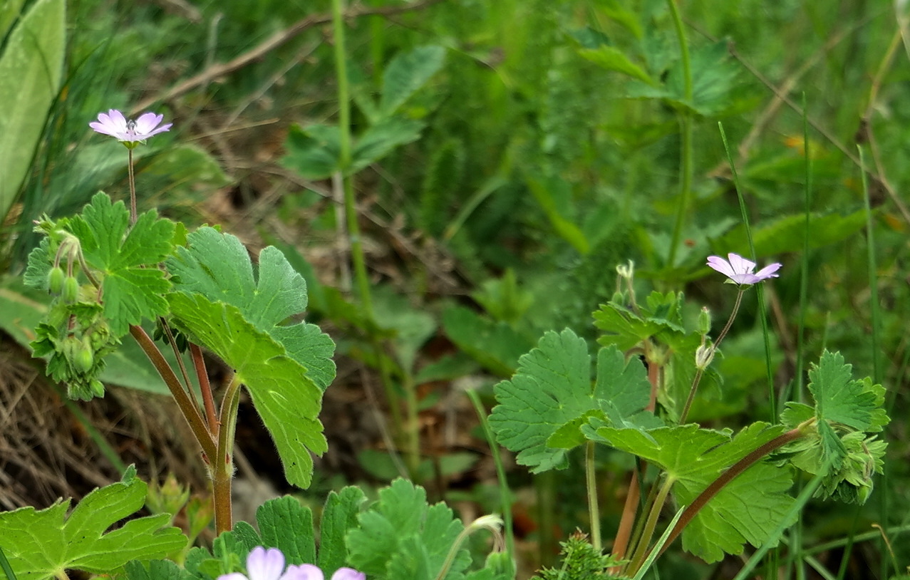 Изображение особи Geranium pyrenaicum.