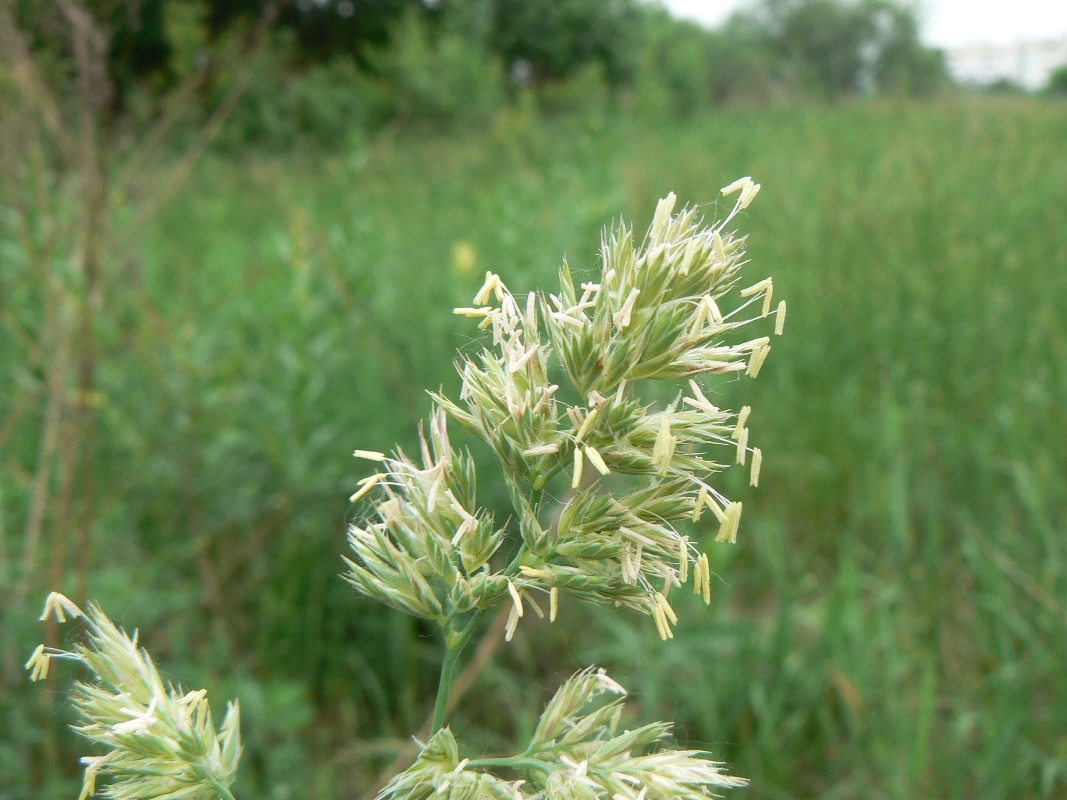 Изображение особи Dactylis glomerata.