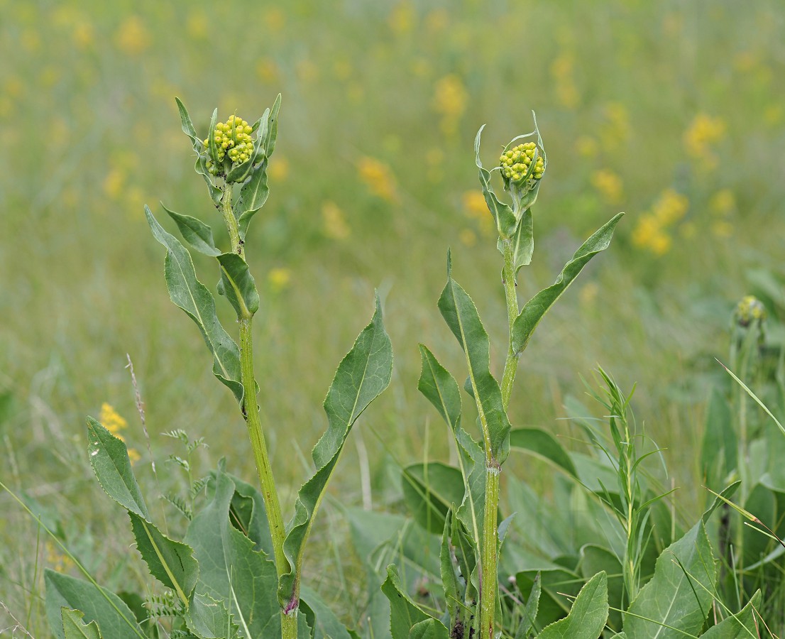 Изображение особи Senecio schwetzowii.