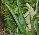 familia Polypodiaceae. Спороносящие вайи. Перу, регион Куско, провинция Урубамба, Mariposario de Machu Picchu. 19.10.2019.