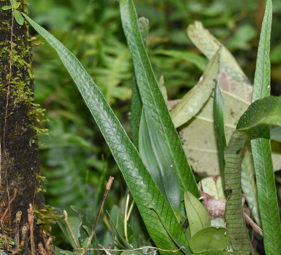 Изображение особи семейство Polypodiaceae.