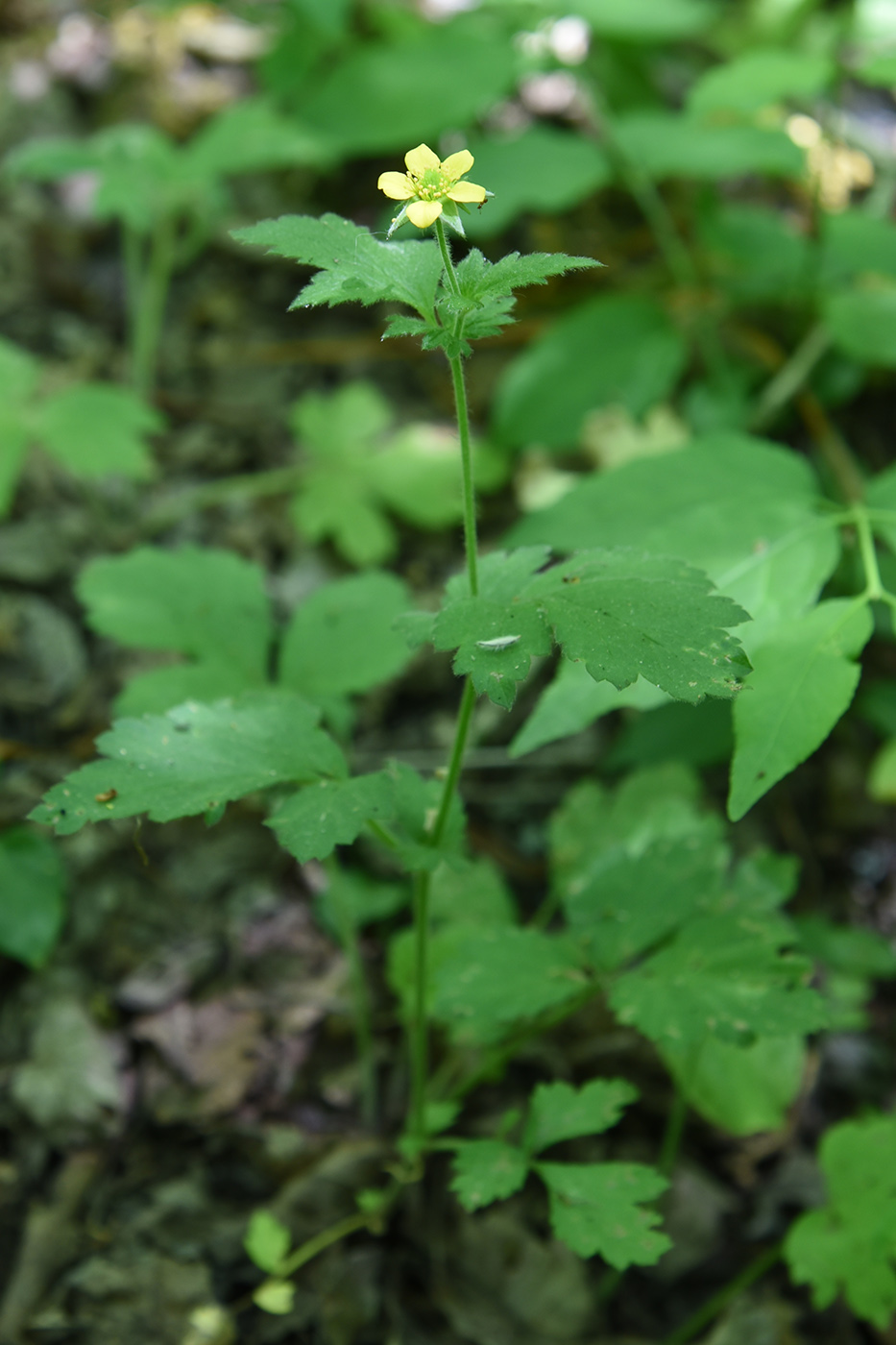 Image of Geum urbanum specimen.