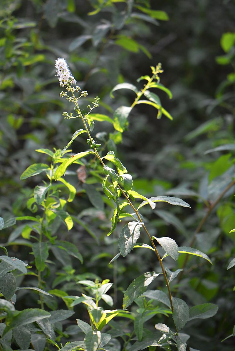 Image of genus Spiraea specimen.