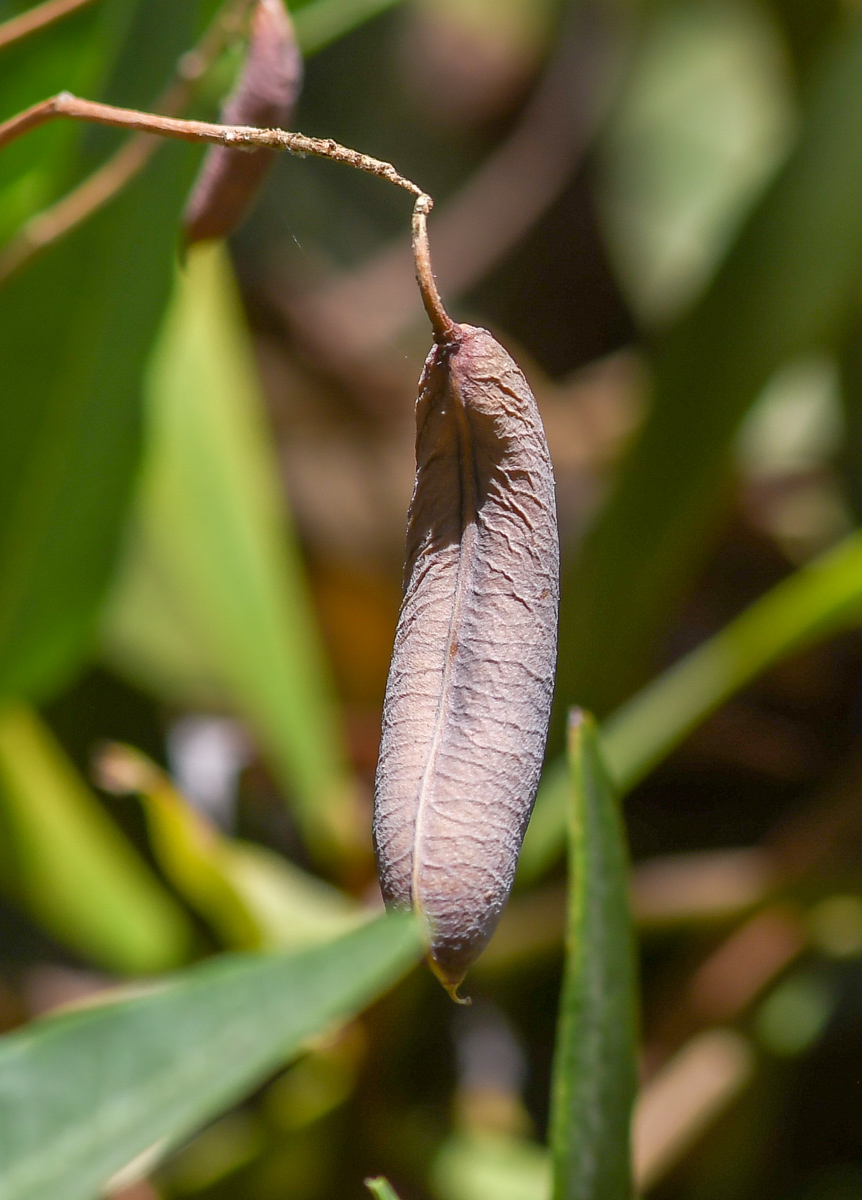 Изображение особи Hardenbergia comptoniana.