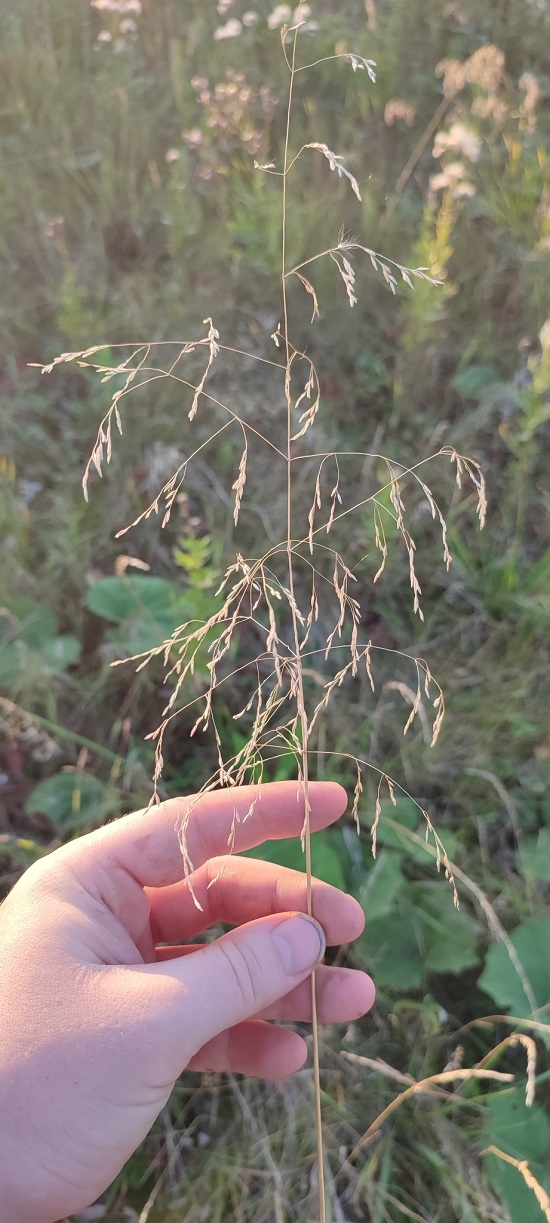 Image of Deschampsia cespitosa specimen.