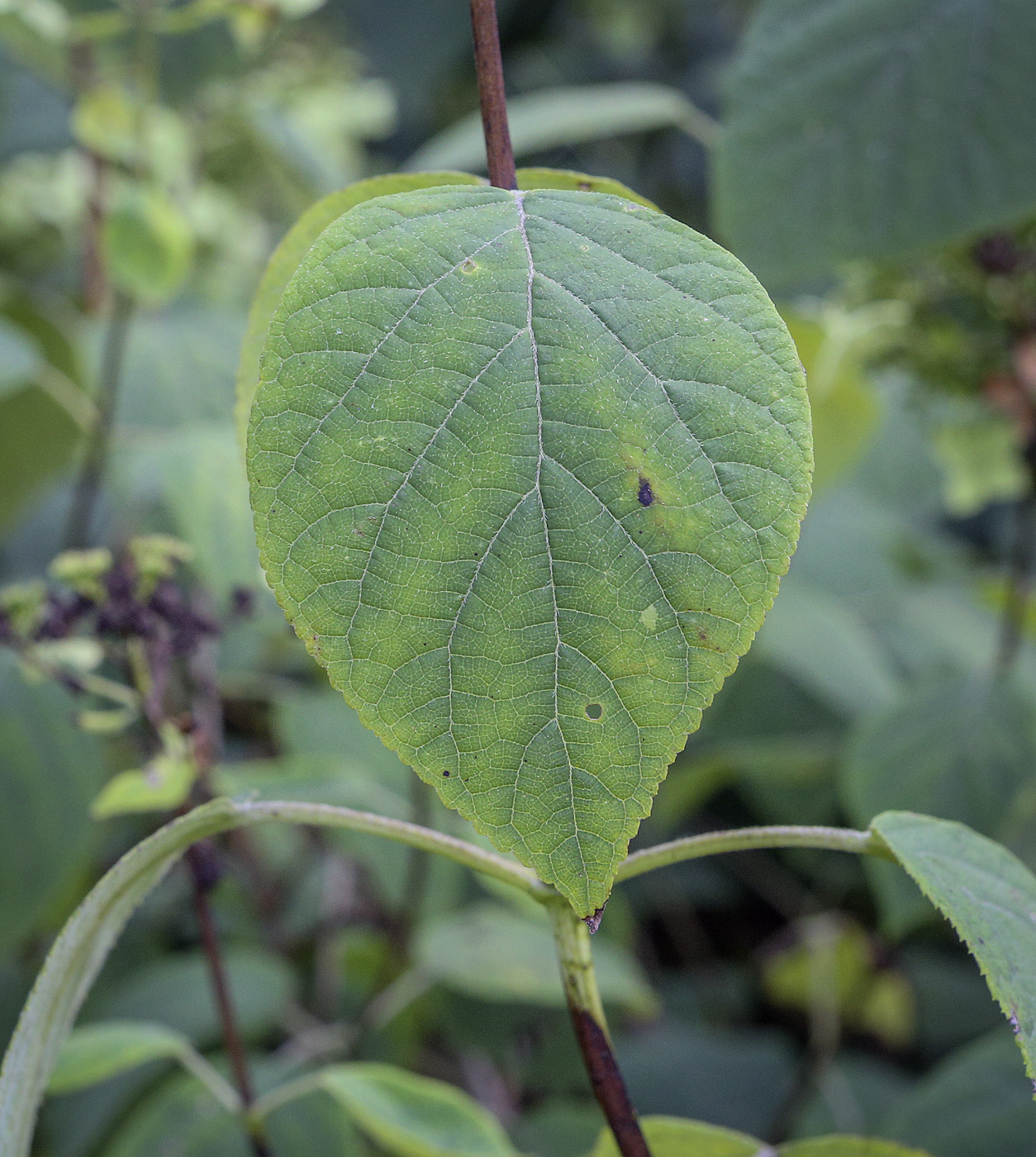 Изображение особи Hydrangea cinerea.