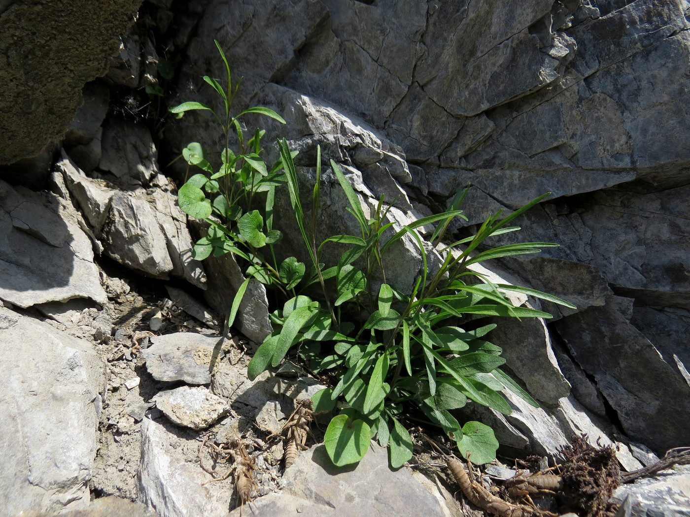 Image of Campanula rotundifolia specimen.