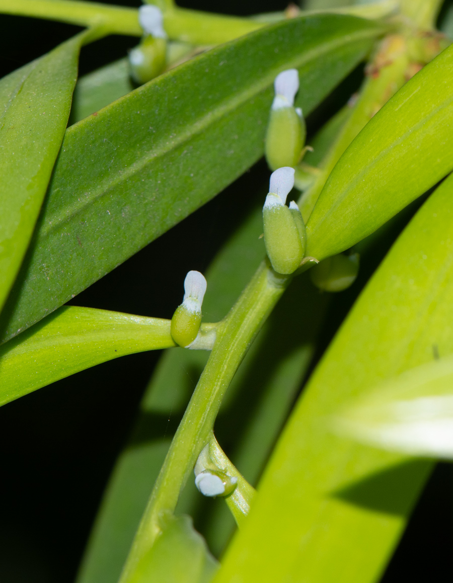 Изображение особи Podocarpus elatus.