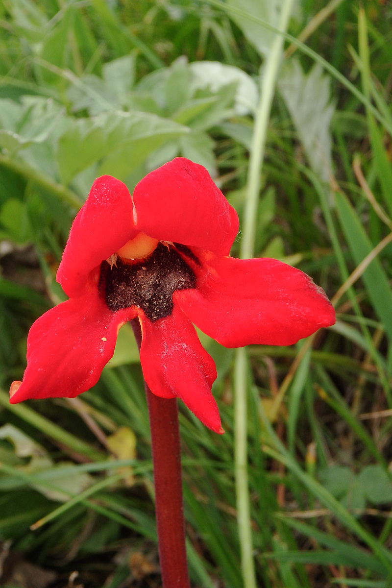 Image of Phelypaea coccinea specimen.